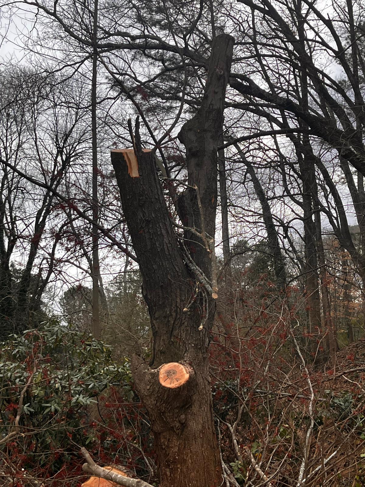 Mendez Tree Services And Landscaping LLC